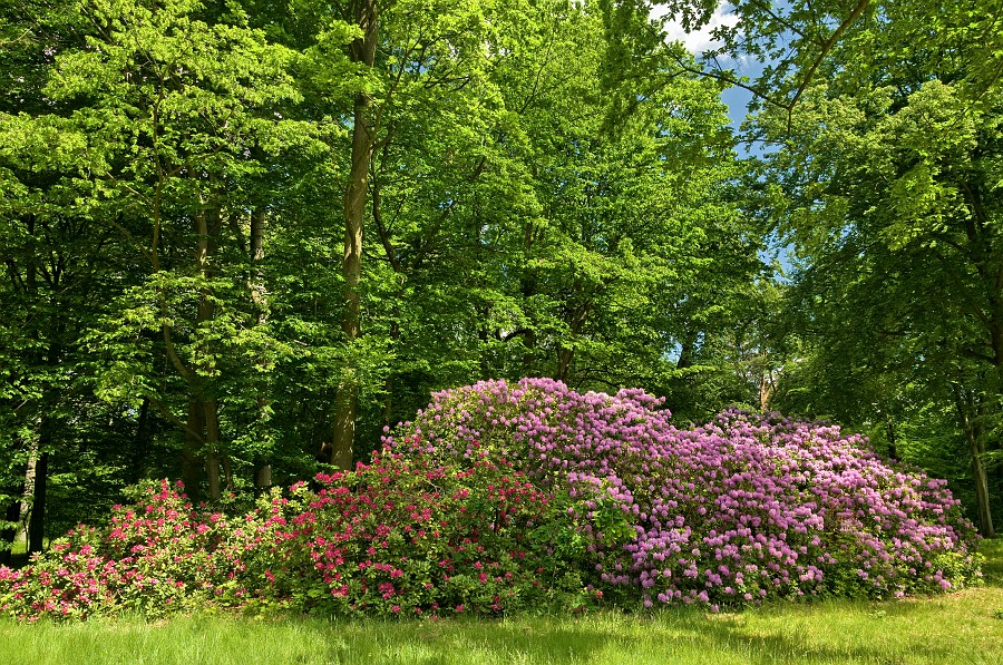 20090523_112112__DSC0062_m_a.jpg - Rhododendron Büsche im Mai